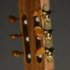 Kremona Sofia S63CW Nylon String Acoustic Electric Guitar – New