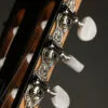 Taylor 214ce-N Nylon String Acoustic Electric Guitar – New