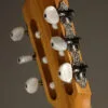 Taylor Academy 12e-N LTD Nylon String Acoustic Electric Guitar – New